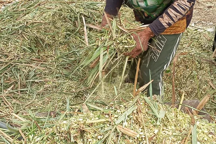 Agricultores familiares aprendem técnicas de produção de silagem para garantir alimentação do rebanho durante a seca