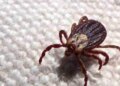 SP registra 18 mortes por febre maculosa em 19 casos confirmados
