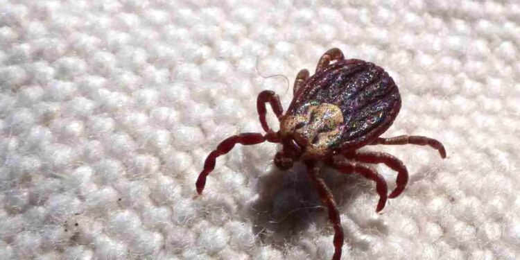 SP registra 18 mortes por febre maculosa em 19 casos confirmados
