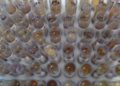 Uso de medicamento oferecido no SUS reduz casos de malária no Brasil