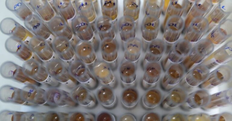 Uso de medicamento oferecido no SUS reduz casos de malária no Brasil