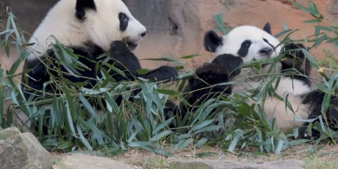 Por que dois pandas entraram na diplomacia de Trump e Xi Jinping?
