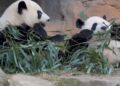Por que dois pandas entraram na diplomacia de Trump e Xi Jinping?
