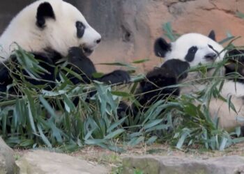Por que dois pandas entraram na diplomacia de Trump e Xi Jinping?