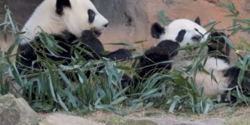 Por que dois pandas entraram na diplomacia de Trump e Xi Jinping?