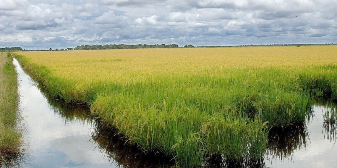 Google anuncia projeto que usa 200 mil hectares de arroz no Brasil contra mudanças climáticas; entenda