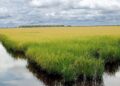 Google anuncia projeto que usa 200 mil hectares de arroz no Brasil contra mudanças climáticas; entenda