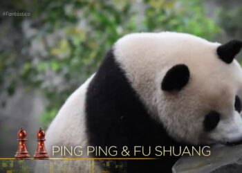 Entre Dois Mundos: a diplomacia panda em meio à corrida tecnológica