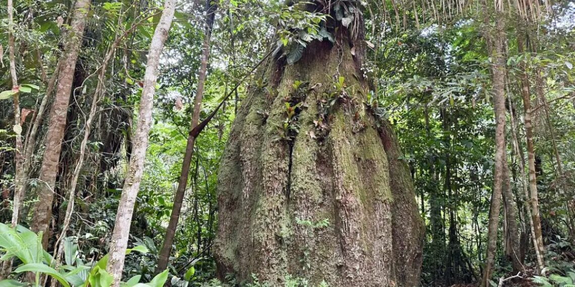 Congresso terá sete em cada dez parlamentares contra agenda ambiental