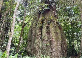 Congresso terá sete em cada dez parlamentares contra agenda ambiental