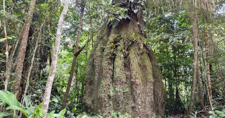 Congresso terá sete em cada dez parlamentares contra agenda ambiental