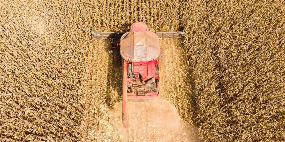 Mato Grosso lidera produção de grãos no Brasil e concentra 59,7% do gergelim nacional
