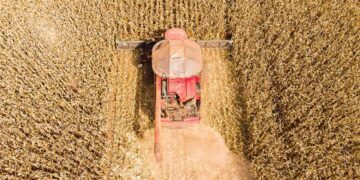 Mato Grosso lidera produção de grãos no Brasil e concentra 59,7% do gergelim nacional