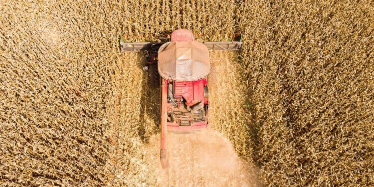 Mato Grosso lidera produção de grãos no Brasil e concentra 59,7% do gergelim nacional