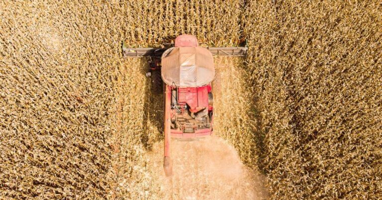 Mato Grosso lidera produção de grãos no Brasil e concentra 59,7% do gergelim nacional