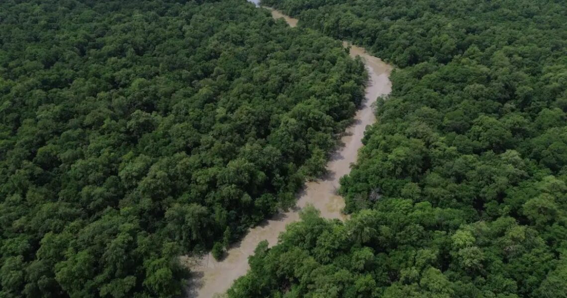 Desmatamento cai 41,8% na Amazônia e 23,8% no Cerrado em um ano