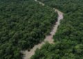 Desmatamento cai 41,8% na Amazônia e 23,8% no Cerrado em um ano