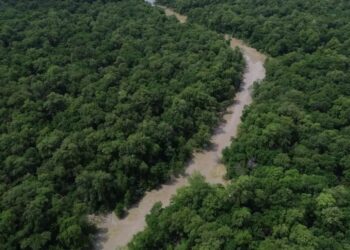 Desmatamento cai 41,8% na Amazônia e 23,8% no Cerrado em um ano